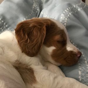 Meet your Posher, Carol